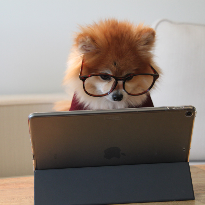 Hund mit Brille vor Tablet